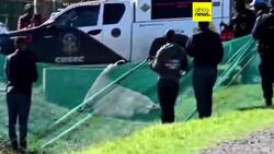 South African town wakes up to elephant seal hobbling down its streets News Clip