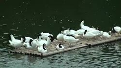swans at zoo Stock Footage