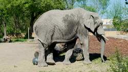 Social Studies Kids: Water Scarcity Instructional Video