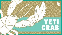 How One Crab Got Fuzzy to Live Without The Sun Instructional Video