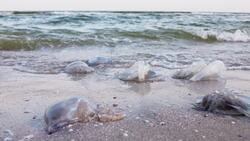 I WONDER - Can Jellyfish Sting?
 Me Pregunto - Pueden Las Medusas Picar? Instructional Video