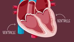 The Heart Song Instructional Video