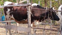 Mad cow disease confirmed on Essex farm Instructional Video