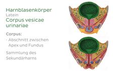 Harnblase Instructional Video