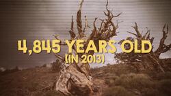What's The Oldest Tree On Earth? Instructional Video