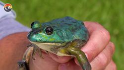 BLUE FROG CAUGHT! - Genetic Mutant! Instructional Video