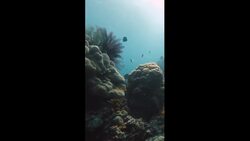 The Lost Road at the Bottom of the Pacific And Other Sea Secrets Instructional Video