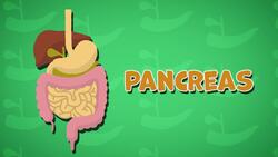 I WONDER - What Is A Pancreas? Instructional Video