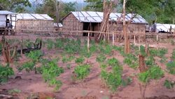 CLEAN : Homesick victims of Mozambique's violence battle to adapt News Clip