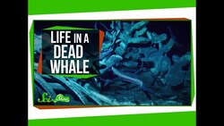 Life Inside a Dead Whale Instructional Video