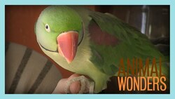 Meet and Greet: Zapper's Rescue Story Instructional Video