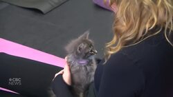 10 kitties join Winnipeg yoga class in search of homes News Clip