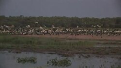 Storks flock the shoreline Stock Footage