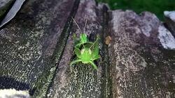 Grasshoppers are mating Stock Footage