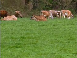 Embracing Organic: A Dairy Farmer's Transition to Sustainability Instructional Video
