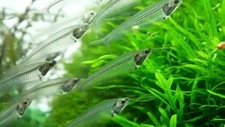 asian glass catfish in an aquarium Stock Footage