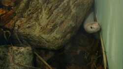 What's the Difference Between Albinism and Leucism? This Monocled Cobra Has the Answer Instructional Video