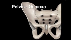 Pelvis Osteology (Os coxa) Instructional Video