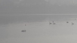 CLEAN : Serbia suffering very high air pollution: health officials News Clip