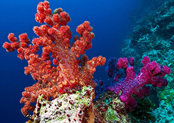 Arrecifes de coral Instructional Video