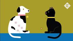 How to protect your pets from coronavirus Instructional Video