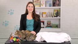 Why Cats Purr Instructional Video