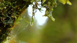 Motion video of waterdrop on green moss Stock Footage