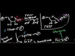 Nonoxidative Pentose Phosphate Shunt Instructional Video