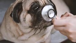 Veterinarian Using Stethoscope on dog Stock Footage