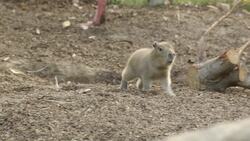Catch the Capybara! Why Zookeepers Are Struggling to Get These Cute Creatures Ready for a Medical Exam Instructional Video