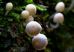 Fungi Instructional Video