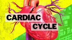 The Cardiac Cycle Instructional Video