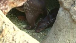 This Paca Piglet Named Paisley Loves Spending Time with Her Mom, Pumpkin Instructional Video
