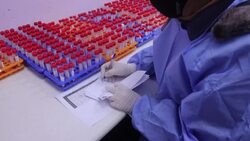 CLEAN : Palestinian lab technicians treat nasal swab samples to test for Covid-19 in Hebron News Clip