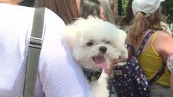 CLEAN : BTS fans gather outside White House as K-pop stars meet with Biden News Clip