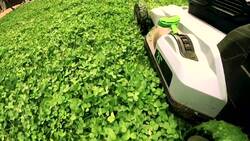 The argument for growing a clover lawn News Clip