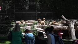 Se prohíbe en zoológico de Barcelona la reproducción de especias que no puedan ser liberadas  Instructional Video