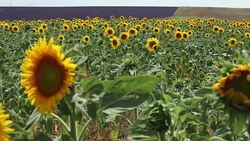 Sunflower field blooming near lavender fields during summer in Valensole plain of Provence France Stock Footage