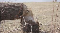 'Pesky little beaver' causing lots of dam-age to trees along Detroit River News Clip