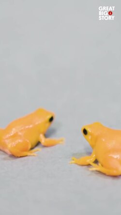 The enigmatic golden mantella, madagascar's tiny jewel Instructional Video