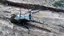 giraffe stag beetle Stock Footage