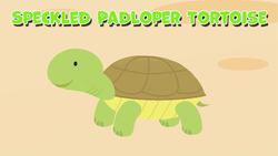 I WONDER - What Is The Smallest Tortoise Species In The World? Instructional Video