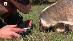 Gila Monster BITE! Instructional Video