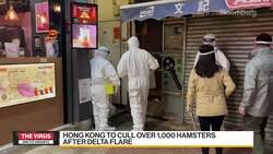 Hong Kong to Cull Over 1,000 Hamsters After Delta Flare News Clip