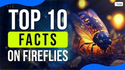 DID YOU KNOW - Fireflies Use Their Light to Attract Instructional Video