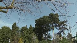 Budding leaves and trees at a Botanical Gardens in the sunshine News Clip