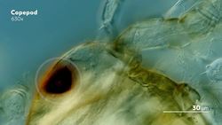 Copepods: The Diatom-Devouring King of Plankton Instructional Video