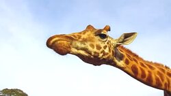 giraffe catching feed in africa Stock Footage