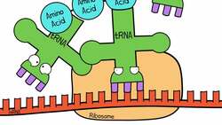 Epigenetics Instructional Video