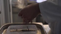 CLEAN : Northernmost Michelin restaurant takes inspiration from Greenlandic tradition News Clip